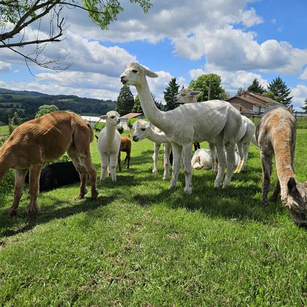 SAINT-MARTIN-D’ESTRÉAUX : VISITES SUR RDV POUR RENCONTRER ALPAGAS, PAONS & WALLABIES